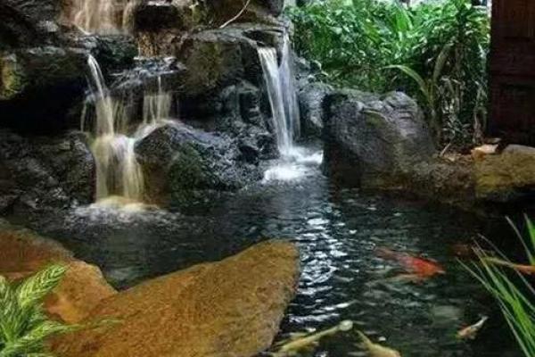 家庭风水中的水景与植物摆放技巧
