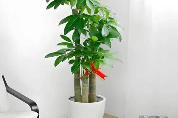 家居风水盒的作用与摆放技巧，打造和谐生活环境