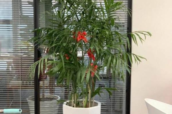 办公室植物与风水：如何选择提升运势的绿植