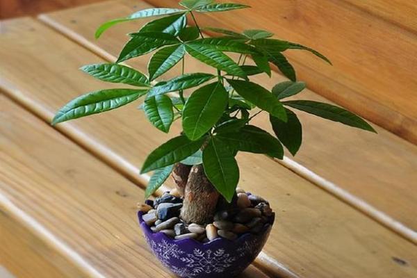 办公室植物与风水：如何选择提升运势的绿植