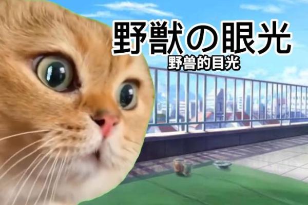 做梦梦到猫的寓意解析：探索梦境背后的深层含义