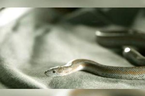 从心理学角度分析晚上梦到蛇的原因