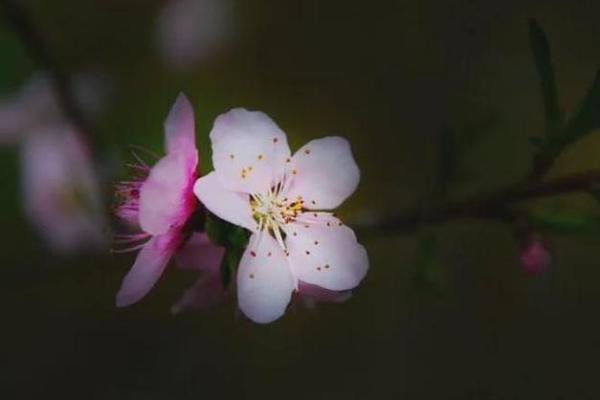 命理桃花与感情运势的深度关系