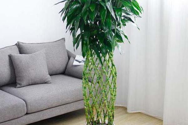 办公室植物风水布局助你事业腾飞