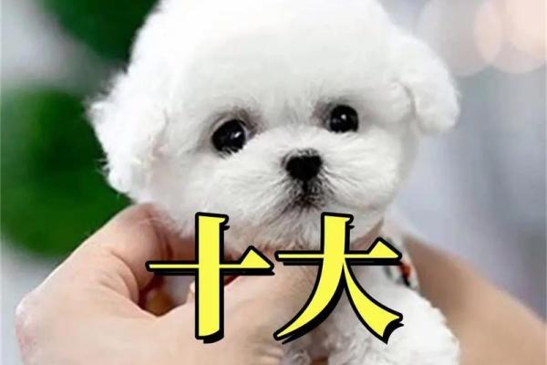 给狗狗取名字时常见的误区和注意事项