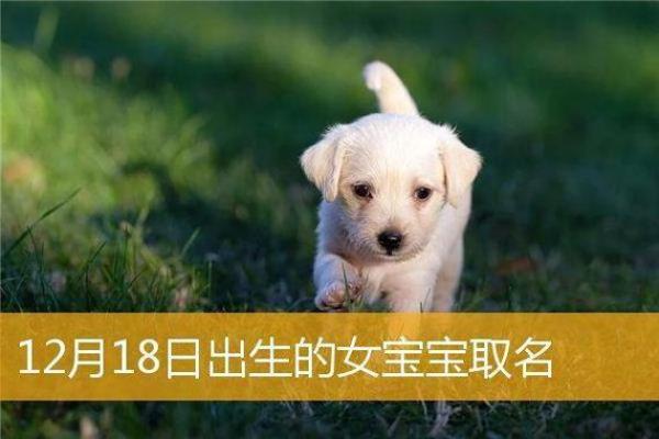给狗狗取名字时常见的误区和注意事项