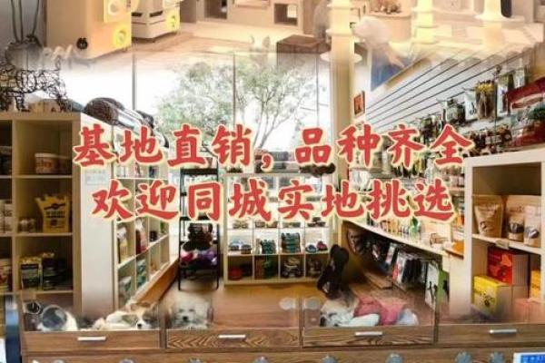 为宠物挑选名字时需要考虑的个性化因素