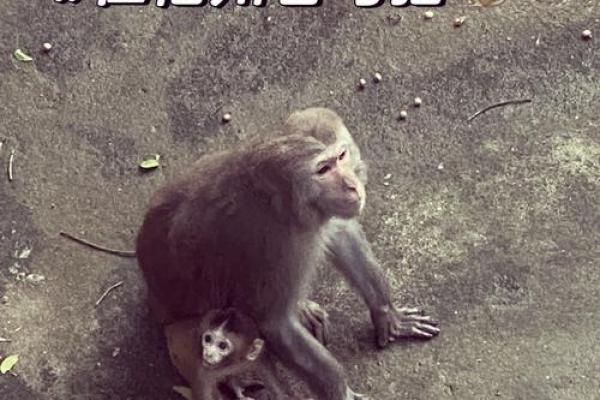 为什么会梦到杀猫？探讨梦境中的动物象征