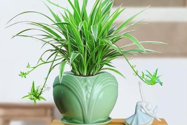 办公室植物布置与风水的关系解析