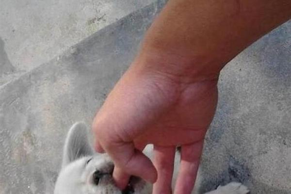 梦到狗咬你：这是警示还是暗示？