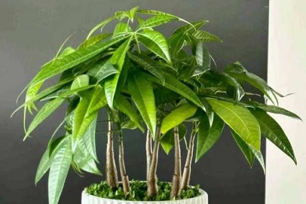 招财风水中的方位和物品讲究