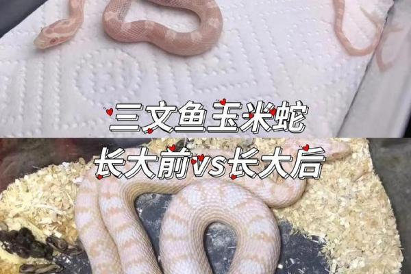 为蛇宝宝命名的创意灵感与建议