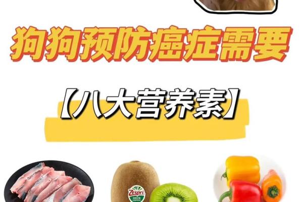 创意狗狗名字：如何为你的宠物命名