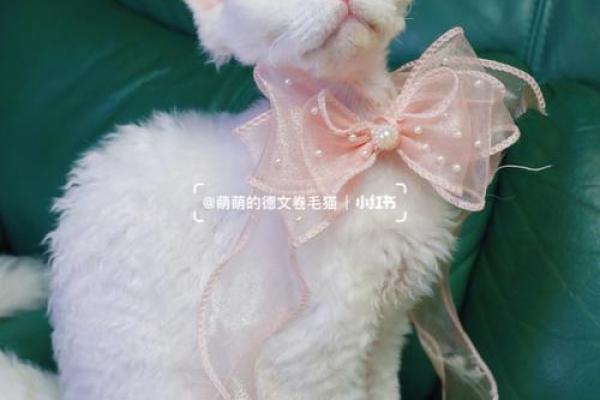 梦中猫的象征意义与心理解析