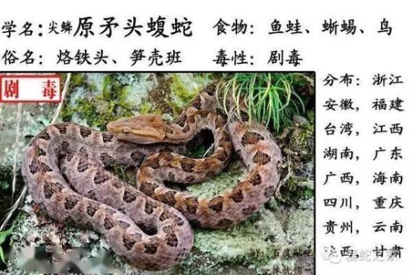 蛇宝宝命名宝典：根据蛇的品种和性格为其命名