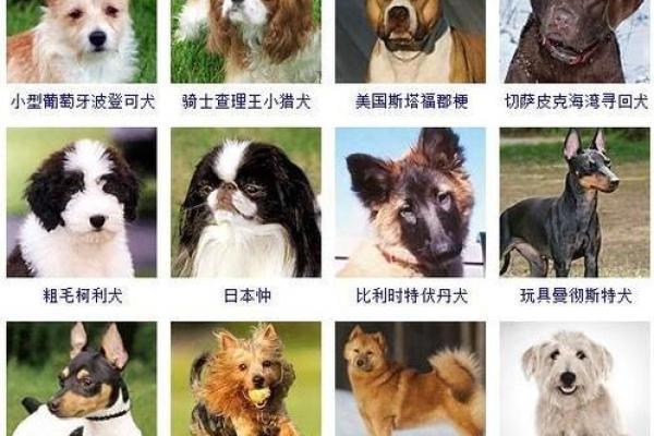 狗狗名字的趋势：最流行的宠物名字推荐