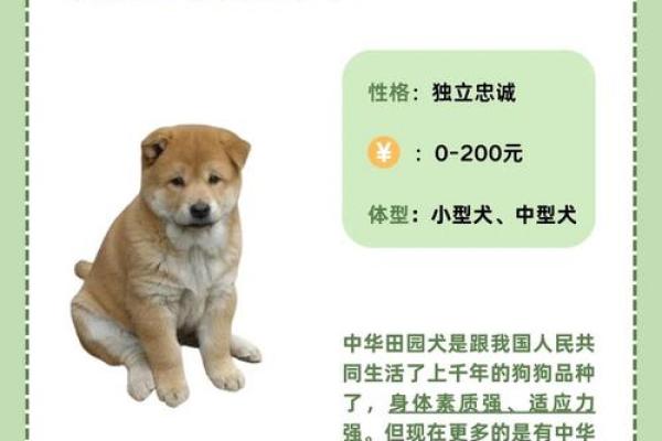 如何根据小狗的品种和外貌选一个合适的名字