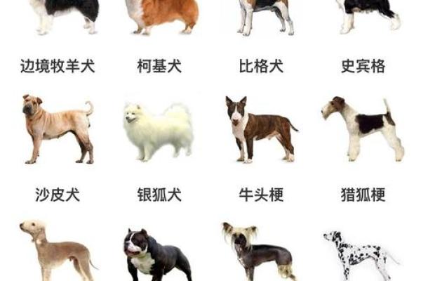 如何根据小狗的品种和外貌选一个合适的名字
