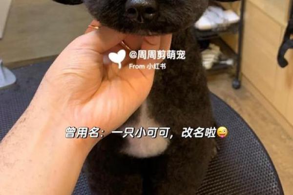 给宠物取名的艺术：个性与趣味的完美结合