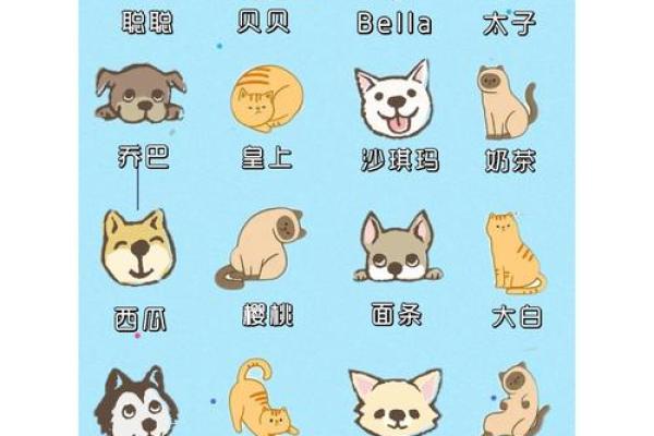 给小猫小狗起名字，这些可爱的选择你一定喜欢