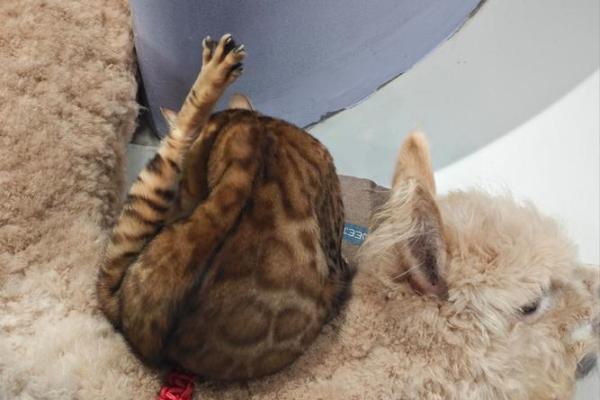 给小猫小狗起名字，这些可爱的选择你一定喜欢