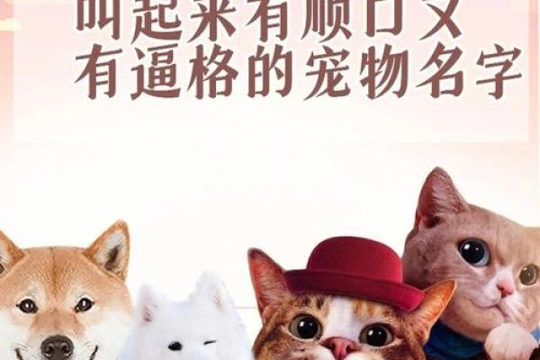狗狗名字大全：给宠物起名字的创意与技巧