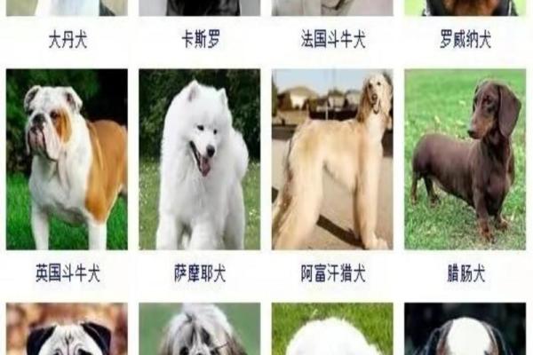 如何通过狗狗的品种为它取个特别的名字
