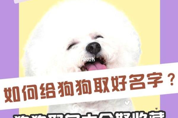 给狗狗取名字的创意灵感与技巧