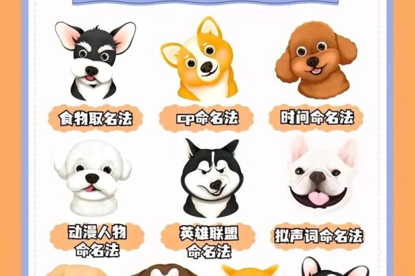 给狗狗取名的趣味方法，看看哪个最适合你的宝贝