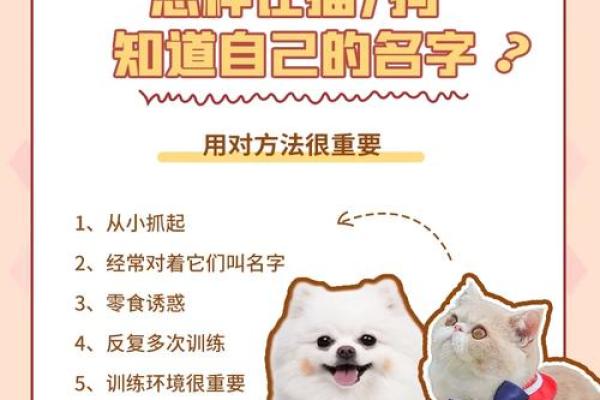 给狗狗取名的趣味方法，看看哪个最适合你的宝贝