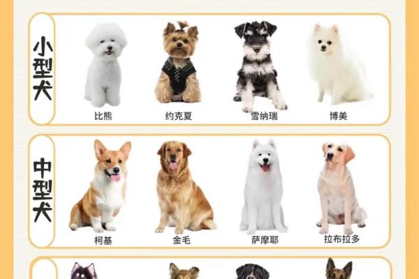 狗的名字选择指南：如何根据性格挑选最合适的名字