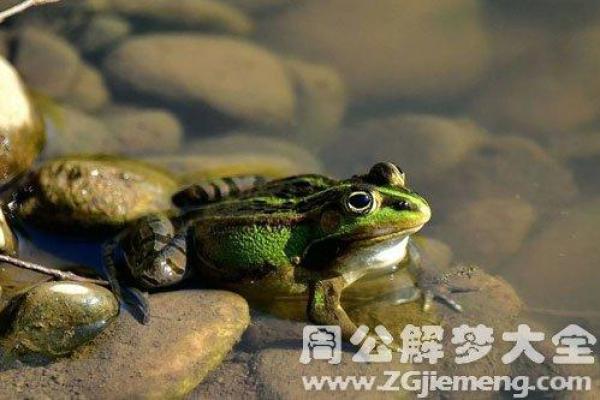 梦到青蛙是内心转变的信号吗？