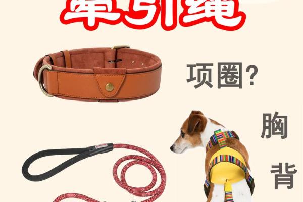 如何为不同品种的狗狗选择合适的名字