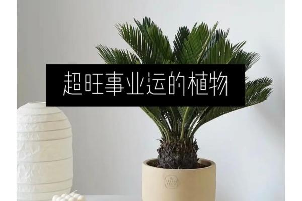风水招财植物，让家中财运滚滚而来