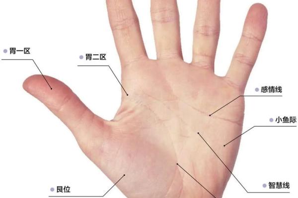 免费手相分析：你知道手纹中的秘密吗？