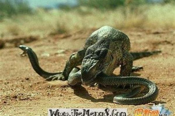 晚上做梦见蛇：与个人情感和未来运势的关系