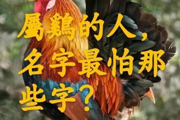 鸡宝宝起名技巧与创意精选
