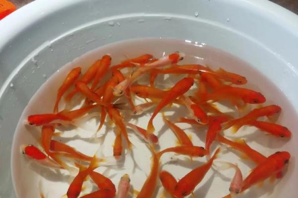 如何通过招财鱼风水图片提升家居运势