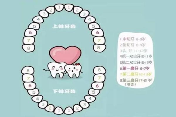梦中牙齿掉落，可能与你的健康或人际关系有关