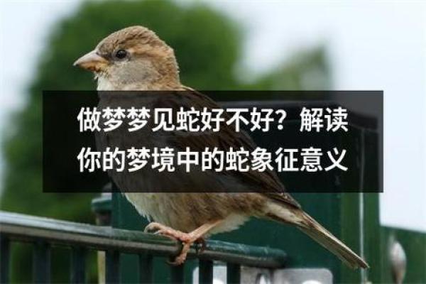 梦境中蛇的象征与个人生活的关系