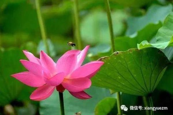 命理纵横：从命盘看人生走势与运势变化