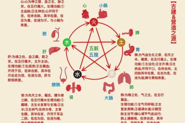 维字五行属性解析与命理影响