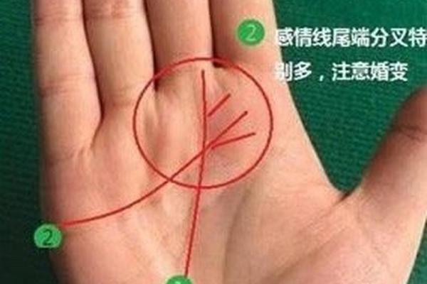 探索免费手相算命：揭开你命运的神秘面纱