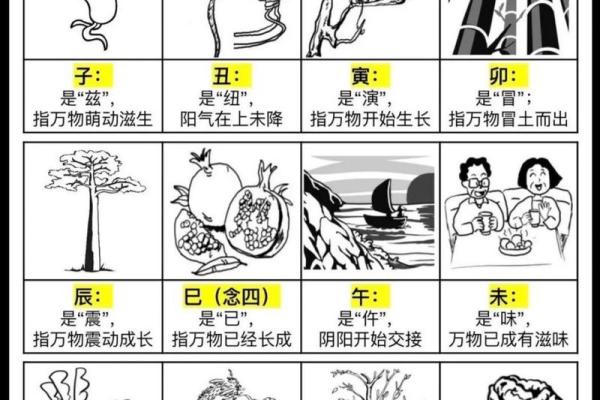 十二地支与十二生肖的深厚联系及其文化意义