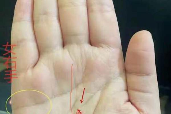 十二地支掌纹与命运的奥秘：揭开手相与生肖的神秘联系