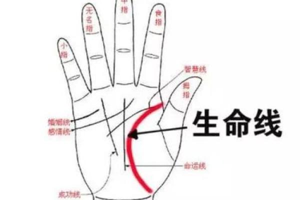 三条手相线解读：你的生活与性格密码