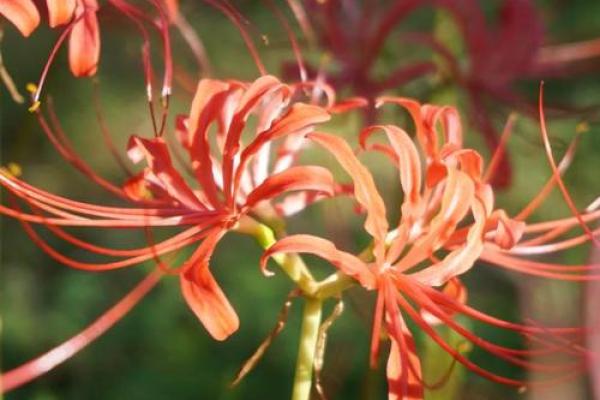 风水大师揭秘：这几种花让你财运亨通，家居必备！