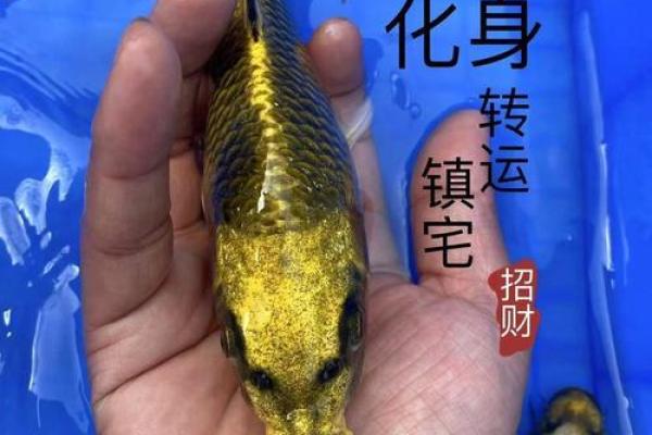锦鲤风水神器，招财旺运必备良品