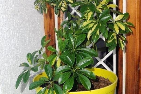 招财树：揭秘风水大师眼中的神秘财运密码