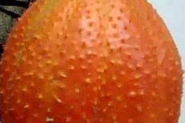干果命名术：解锁名字中的果实密码